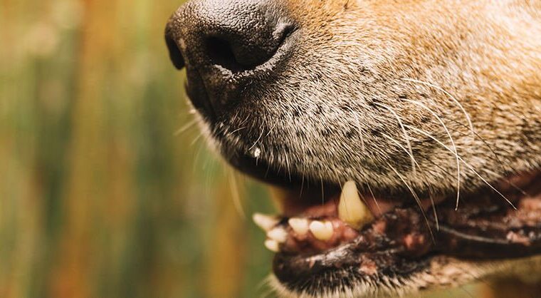 Cane azzanna uomo a Eboli, stacca lobo dell’orecchio