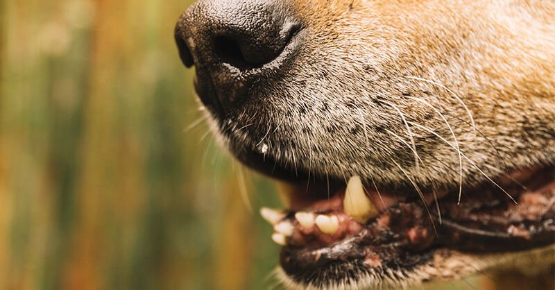 Cane azzanna uomo a Eboli, stacca lobo dell’orecchio