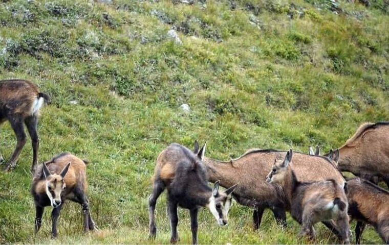 Elvira Serra chiede chiarimenti sul trasferimento delle caprette da Anacapri