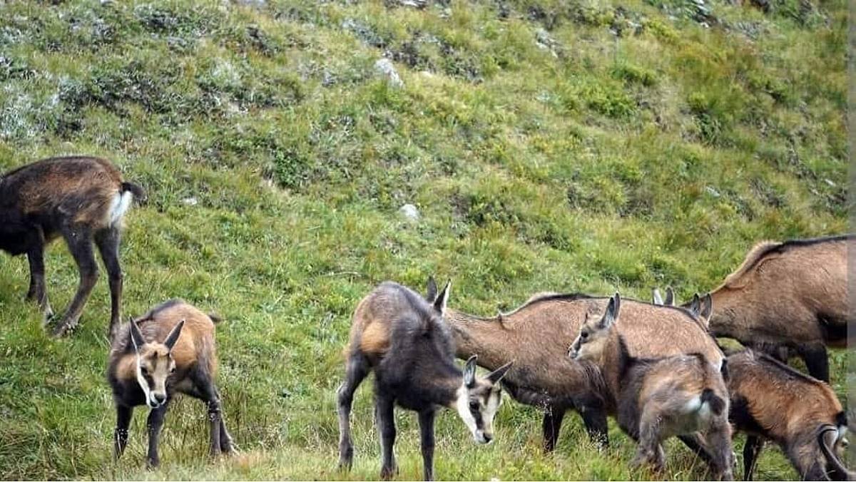 Elvira Serra chiede chiarimenti sul trasferimento delle caprette da Anacapri