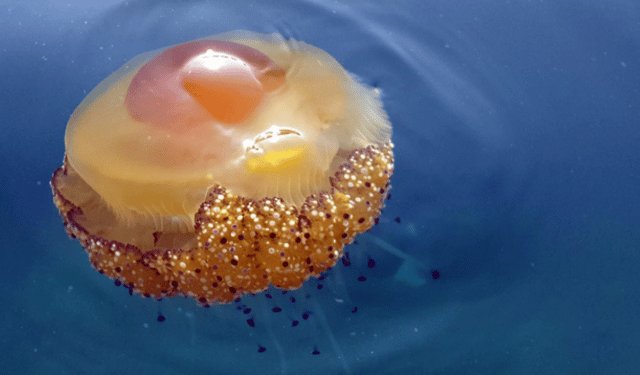 Meduse uovo fritto nel Cilento: avvistamenti in aumento lungo la costa