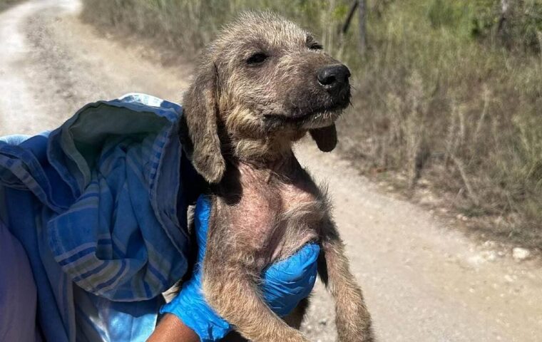 Morte di due cuccioli abbandonati a Verduzio: chiesta indagine e chiarimenti