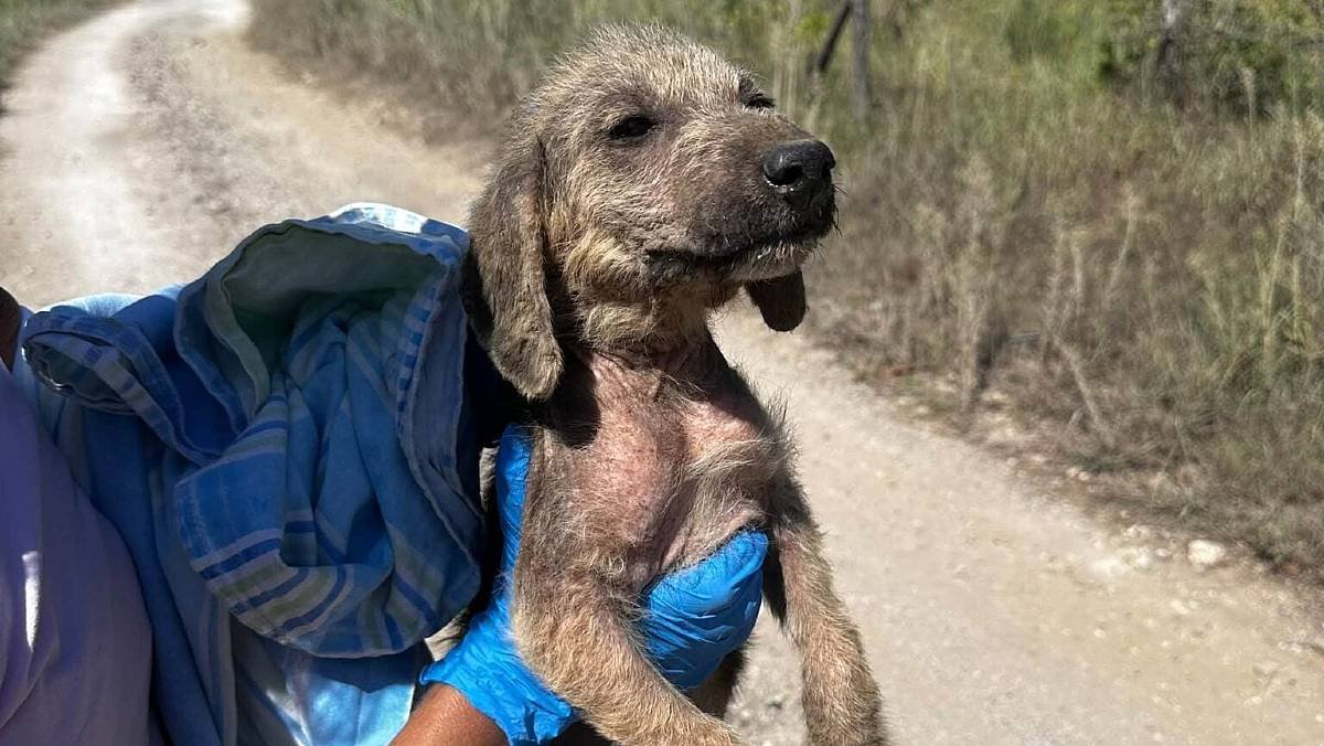 Morte di due cuccioli abbandonati a Verduzio: chiesta indagine e chiarimenti