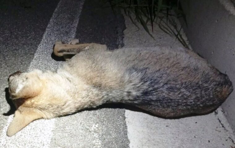 Lupo trovato morto sulla strada del Cilento: cresce l’attenzione per la fauna selvatica
