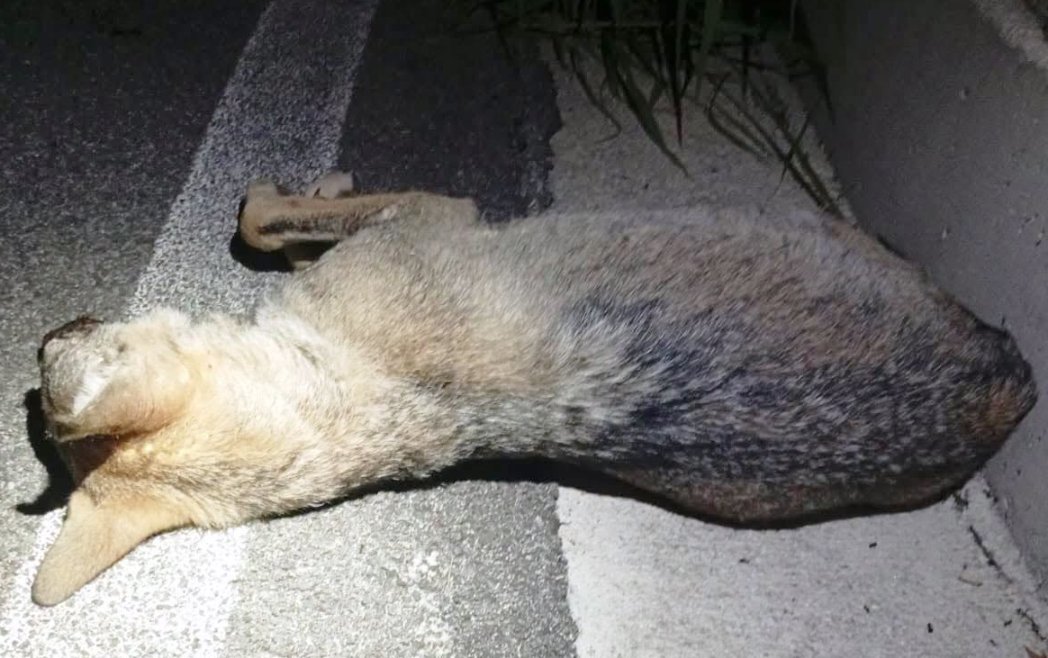 Lupo trovato morto sulla strada del Cilento: cresce l’attenzione per la fauna selvatica