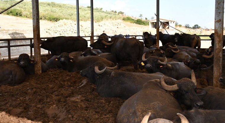 Sequestro allevamento bufalino a Capaccio: abuso edilizio e smaltimento illecito degli effluenti