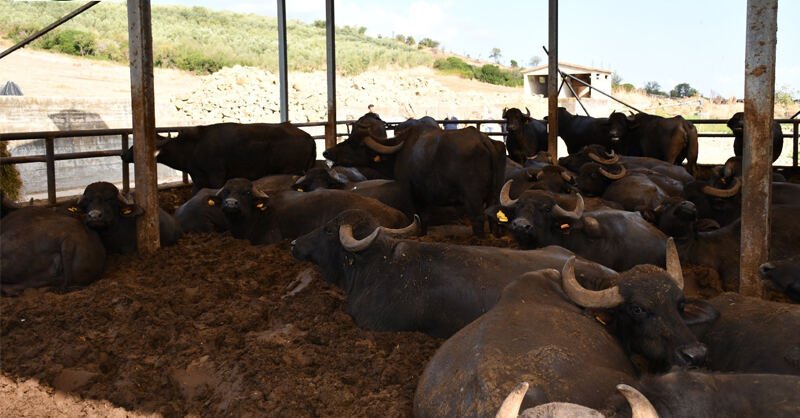 Sequestro allevamento bufalino a Capaccio: abuso edilizio e smaltimento illecito degli effluenti