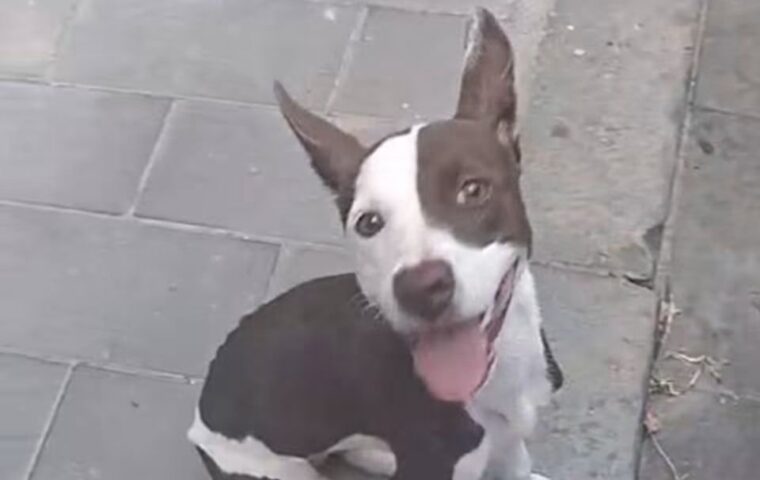 Cagnolina soccorsa a Nocera Inferiore dopo essere rimasta intrappolata tra le sbarre