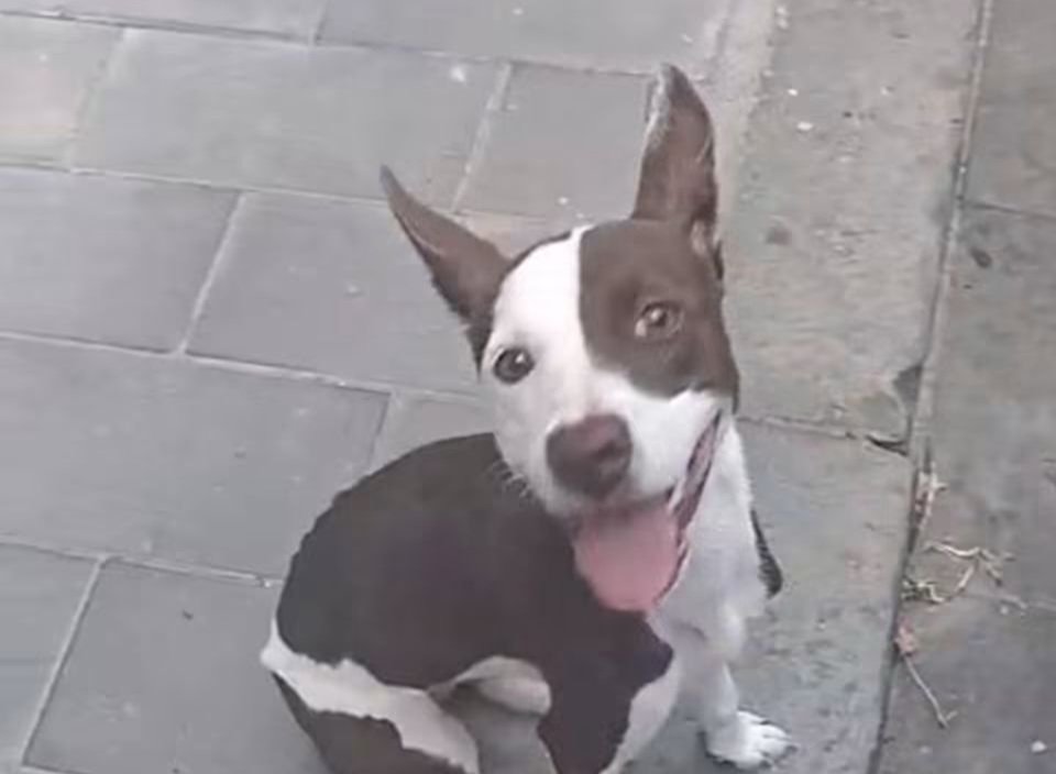 Cagnolina soccorsa a Nocera Inferiore dopo essere rimasta intrappolata tra le sbarre