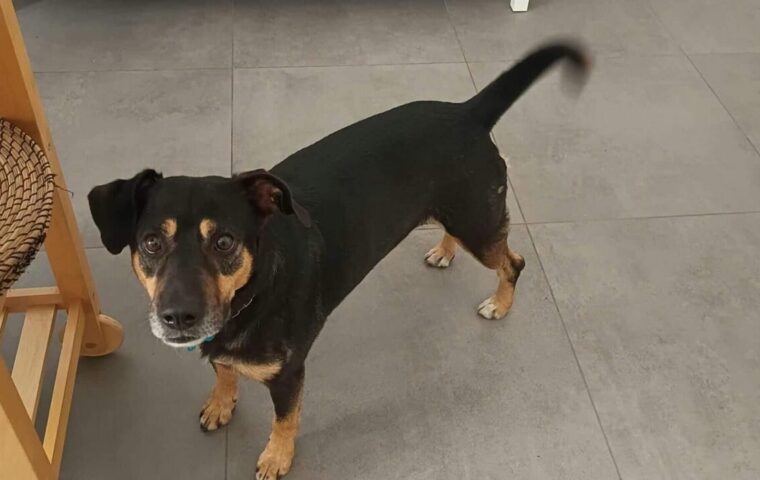 Diego, il cane che inseguì l’ambulanza trova casa a Modena dopo un lungo viaggio