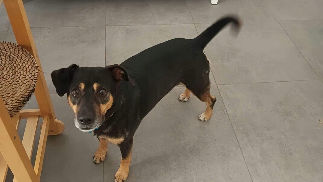 Diego, il cane che inseguì l’ambulanza trova casa a Modena dopo un lungo viaggio