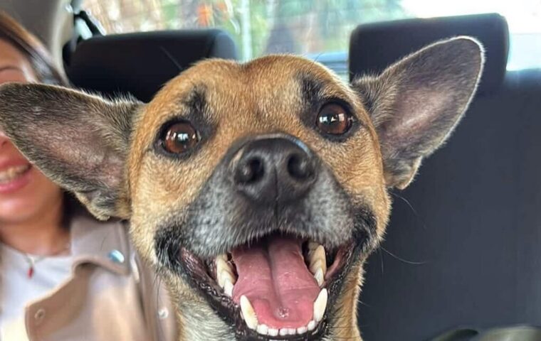Cagnolino salvato dal traffico a Salerno, senza microchip rischia il canile