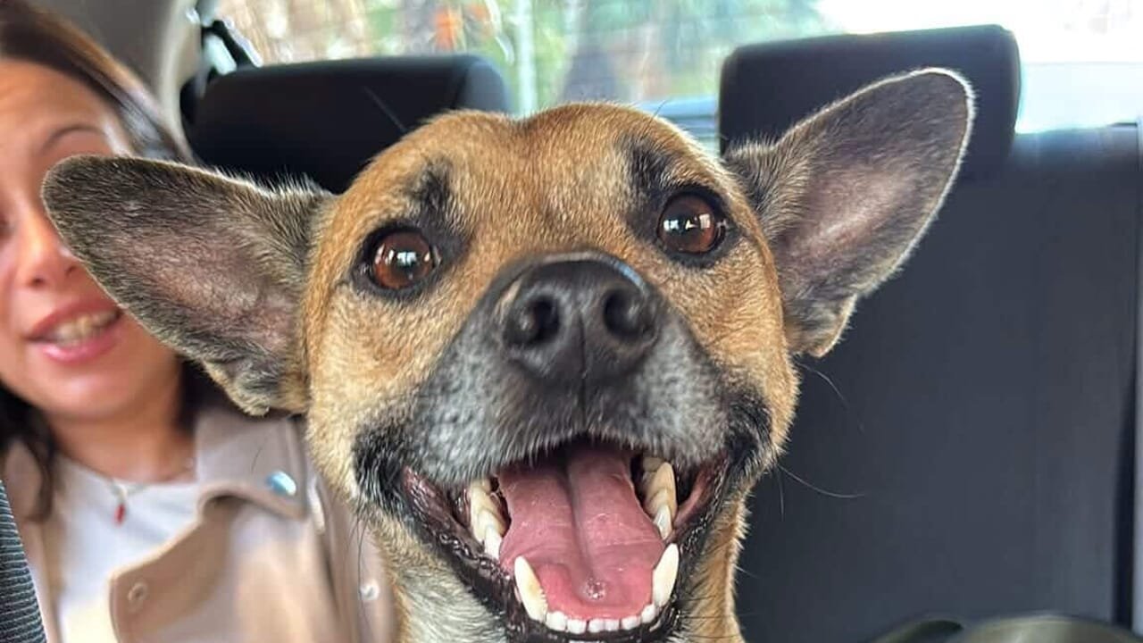 Cagnolino salvato dal traffico a Salerno, senza microchip rischia il canile