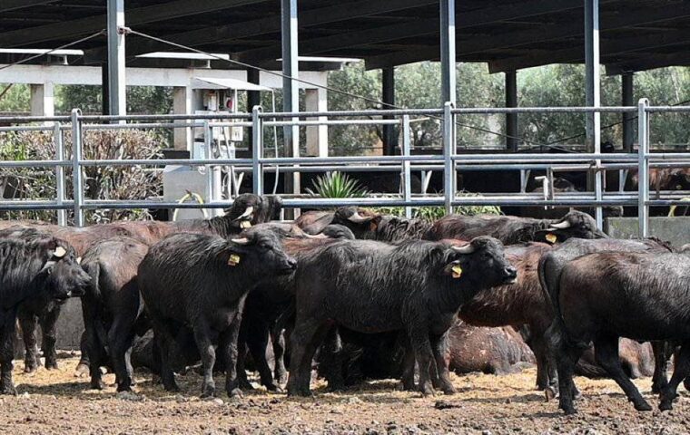 Confronto su filiera bufalina e sostenibilità a Eboli: il futuro della Piana del Sele in discussione