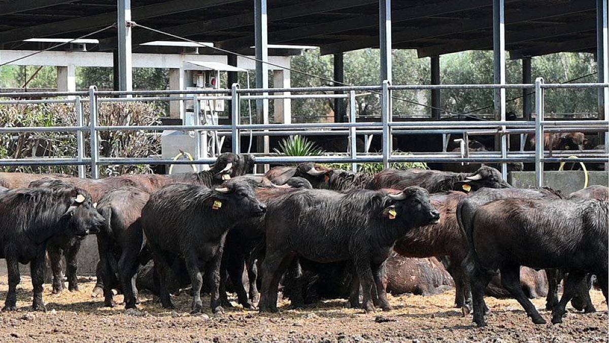Confronto su filiera bufalina e sostenibilità a Eboli: il futuro della Piana del Sele in discussione