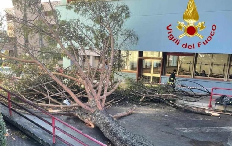 Pino crollato all’Università di Salerno, tre persone a giudizio per negligenza nella manutenzione