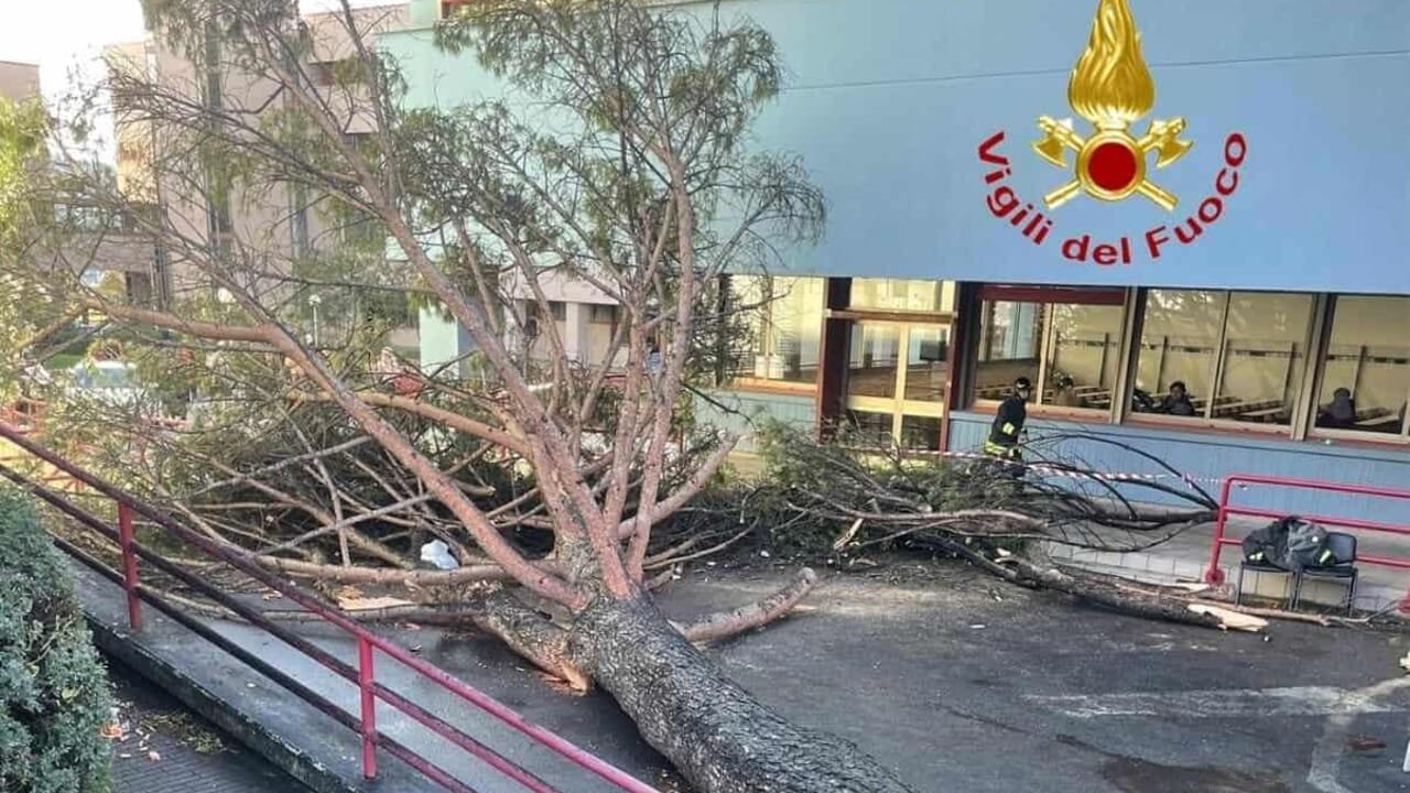Pino crollato all’Università di Salerno, tre persone a giudizio per negligenza nella manutenzione