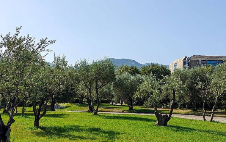 Università di Salerno lancia progetto per produrre olio d’oliva