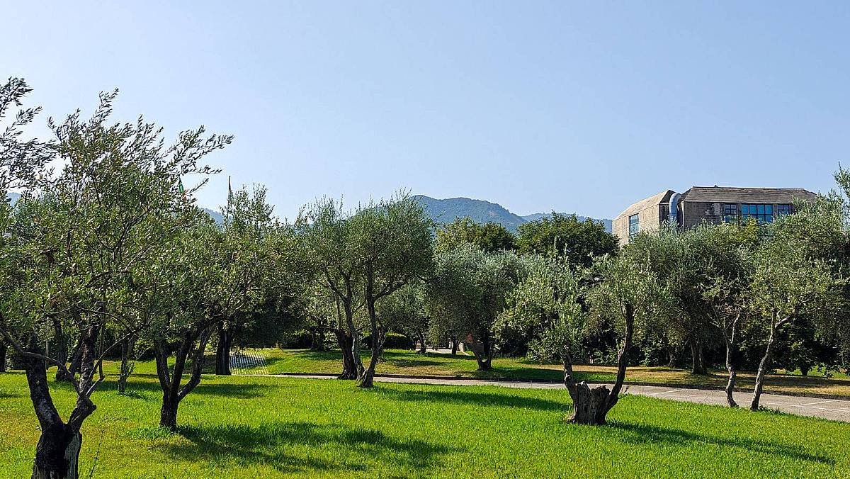 Università di Salerno lancia progetto per produrre olio d’oliva